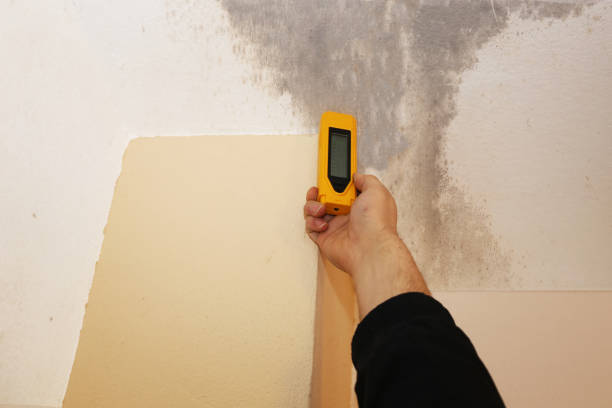  Lyons, CO Mold Removal Pros