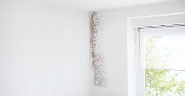Best Residential Mold Inspection & Testing  in Lyons, CO