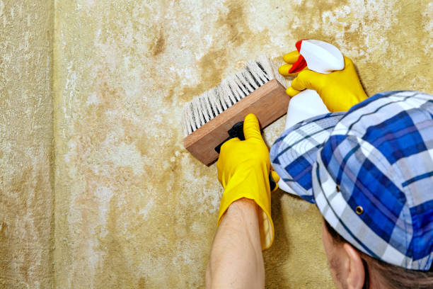 Best Crawl Space Mold Remediation  in Lyons, CO