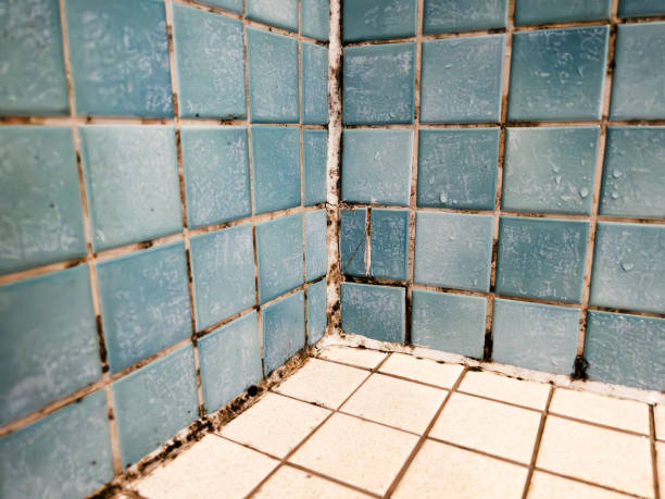 Best Mold Damage Restoration  in Lyons, CO