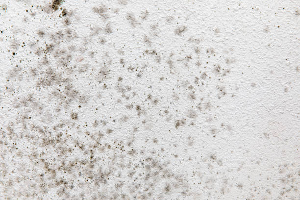 Best Commercial Mold Inspection  in Lyons, CO