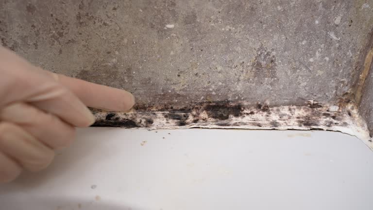 Mold Removal for HVAC Installations in Lyons, CO