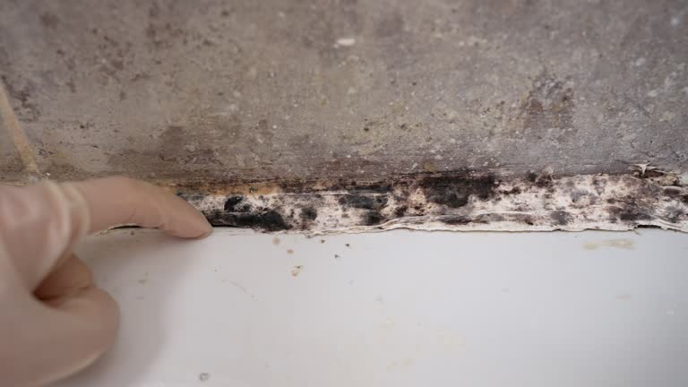 Best Comprehensive Air Testing for Mold Contaminants  in Lyons, CO